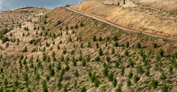 Earthworks on forestry sites crop