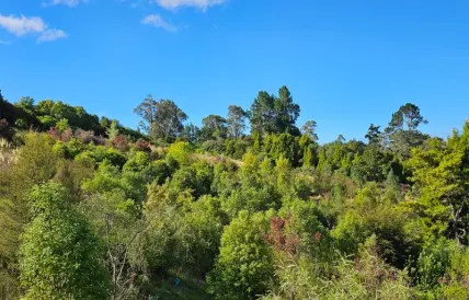 Native forest reversion
