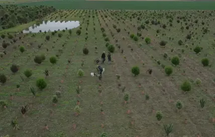 Planting native trees for beneficial insects